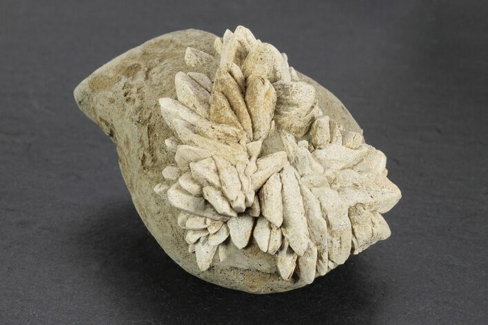 Stellate Glendonite (Calcite Pseudomorph) Cluster - Russia #247205